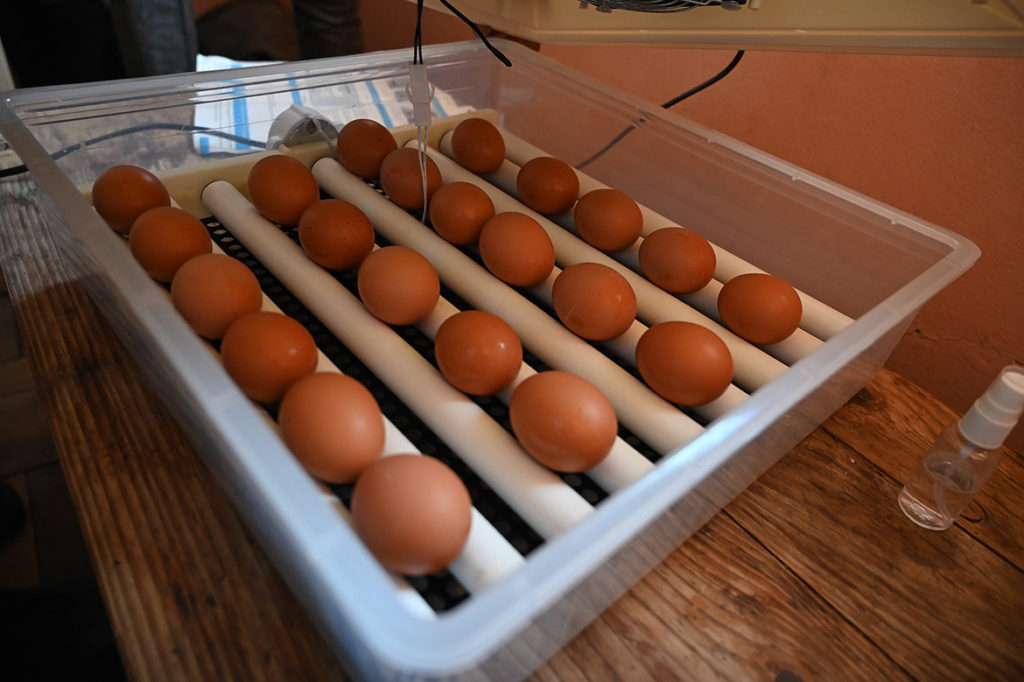 egg fertility testing methods